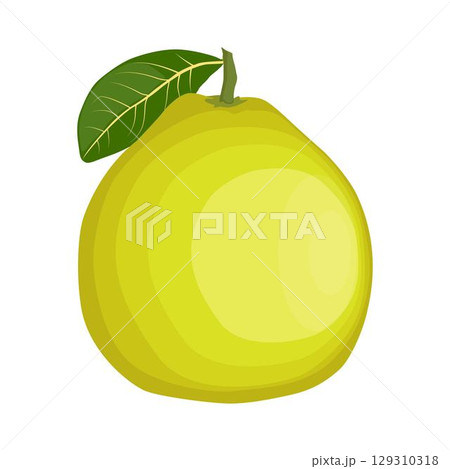 Vector illustration green and yellow pomelo in cartoon flat style. Pomelo orange tropical fruit isolated on white background, fresh food for diet, agricultural product, gardening farm 129310318