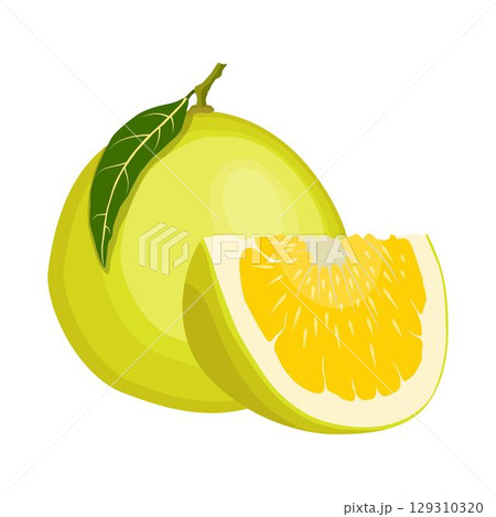 Vector illustration green and yellow pomelo in cartoon flat style. Pomelo orange tropical fruit isolated on white background, fresh food for diet, agricultural product, gardening farm 129310320