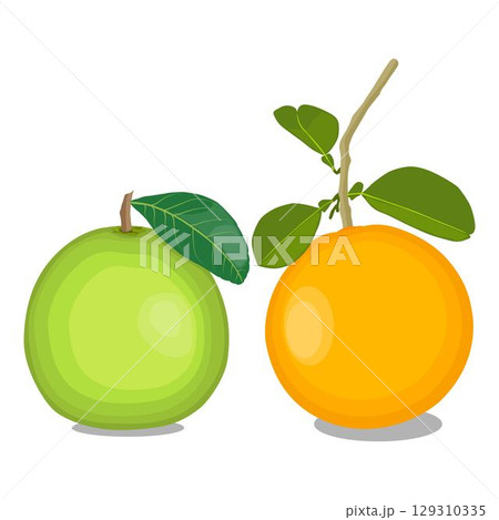 Vector illustration green and yellow pomelo in cartoon flat style. Pomelo orange tropical fruit isolated on white background, fresh food for diet, agricultural product, gardening farm 129310335