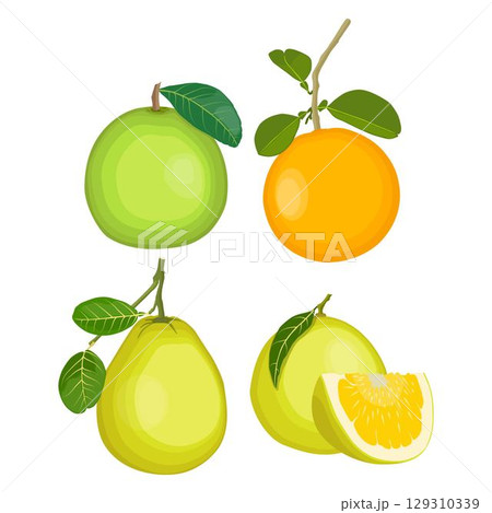Vector illustration green and yellow pomelo in cartoon flat style. Pomelo orange tropical fruit isolated on white background, fresh food for diet, agricultural product, gardening farm 129310339