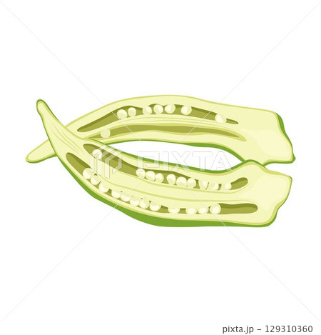 Vecktor illustration of Okra, Okura Okazu, ladyfinger, bamia or Bhindi. Fresh green vegetable, asian cooking ingredient. Whole and sclice. Healthy vegetarian food. Flat vector in cartoon style. Vecktor illustration of Okra, Okura Okazu, ladyfinger, bamia or Bhindi. Fresh green vegetable, asian cooking ingredient. Whole and sclice. Healthy vegetarian food. Flat vector in cartoon style. 129310360