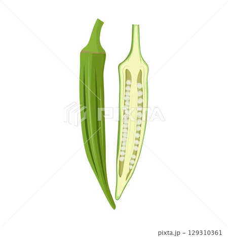 Vecktor illustration of Okra, Okura Okazu, ladyfinger, bamia or Bhindi. Fresh green vegetable, asian cooking ingredient. Whole and sclice. Healthy vegetarian food. Flat vector in cartoon style. 129310361
