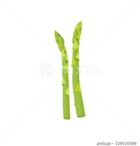Vector illustration of asparagus. Fresh green vegetable plant on white background. Top view. Vegan healthy food.  129310366