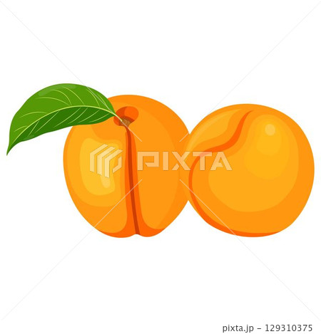 Vector illustration of apricot set. Set of cartoon ripe apricot with leaves, half and slices of fruits. Fresh apricot icons, isolated on white background. Elements for digital resources 129310375