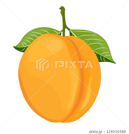 Vector illustration of apricot set. Set of cartoon ripe apricot with leaves, half and slices of fruits. Fresh apricot icons, isolated on white background. Elements for digital resources Vector illustration of apricot set. Set of cartoon ripe apricot with leaves, half and slices of fruits. Fresh apricot icons, isolated on white background. Elements for digital resources 129310380