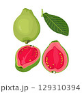 Vector illustration of summer tropical fruits for healthy lifestyle. Guava, whole fruit and half. Cartoon flat icon isolated on white background. Element for digital resources graphic fruit 129310394