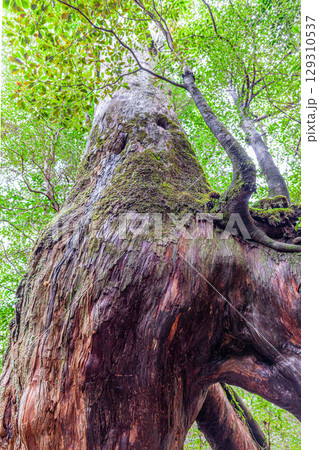 くぐり杉屋久杉 屋久島白谷雲水峡(2月) くぐり杉屋久杉 屋久島白谷雲水峡(2月) 129310537