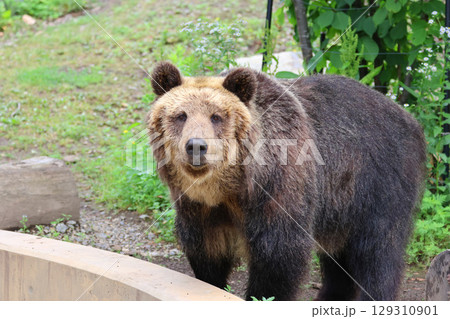 エゾヒグマ・旭山動物園（北海道・旭川市） 129310901