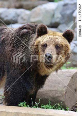 エゾヒグマ・旭山動物園(北海道・旭川市) エゾヒグマ・旭山動物園(北海道・旭川市) 129310902