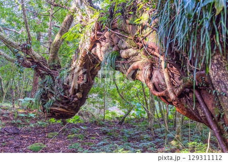 アコウの木 屋久島神が宿る島(1月)まるでドラゴン アコウの木 屋久島神が宿る島(1月)まるでドラゴン 129311112