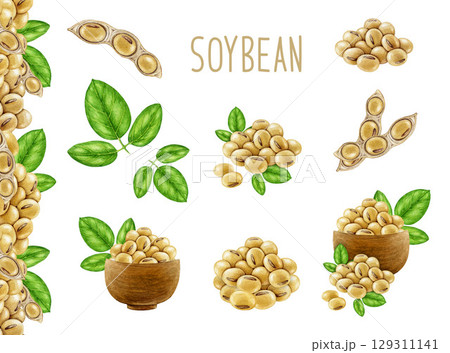 Soybean vintage style painted watercolor illustration set. Hand drawn soy beans, green leaf element. Soya plant collection natural organic vegan source of protein elements on white background Soybean vintage style painted watercolor illustration set. Hand drawn soy beans, green leaf element. Soya plant collection natural organic vegan source of protein elements on white background 129311141