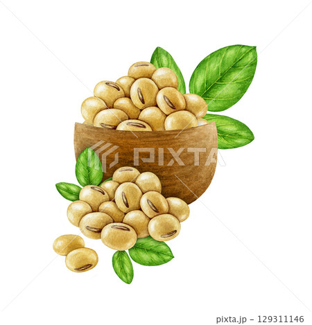 Soybeans in a wooden bowl watercolor illustration isolated on white background. Hand drawn pile of soy beans with green leaf element. Soya plant based natural organic vegan source of protein Soybeans in a wooden bowl watercolor illustration isolated on white background. Hand drawn pile of soy beans with green leaf element. Soya plant based natural organic vegan source of protein 129311146