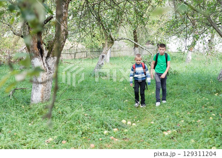 Two boys with backpacks walk through an orchard with fallen apples, surrounded by trees and a wooden fence in the background. Two boys with backpacks walk through an orchard with fallen apples, surrounded by trees and a wooden fence in the background. 129311204