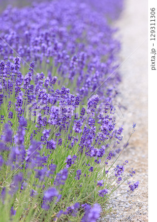 北海道上富良野町、満開のラベンダー畑【7月】 129311306