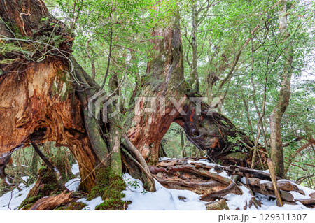 くぐり杉屋久杉 屋久島白谷雲水峡(1月)くぐると望みが叶う くぐり杉屋久杉 屋久島白谷雲水峡(1月)くぐると望みが叶う 129311307