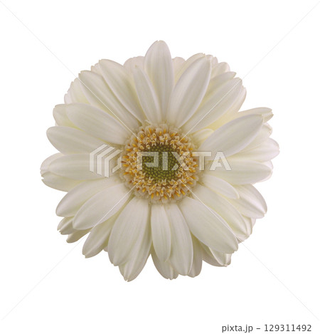 ガーベラ 白 ガーベラ 白 129311492