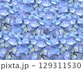 落ち着いた青のあじさい背景テクスチャ 129311530