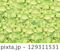 みずみずしい黄緑のあじさい背景テクスチャ 129311531