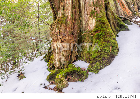 女神杉屋久杉 屋久島白谷雲水峡(1月)神が宿る巨木 女神杉屋久杉 屋久島白谷雲水峡(1月)神が宿る巨木 129311741
