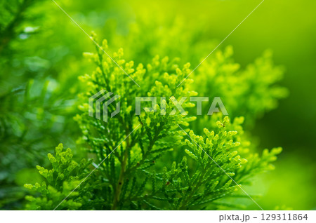 光に輝く新緑「コノテガシワ」 129311864