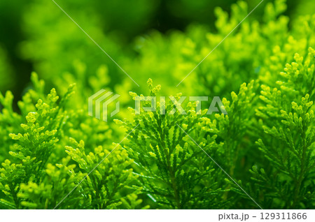 光に輝く新緑「コノテガシワ」 129311866