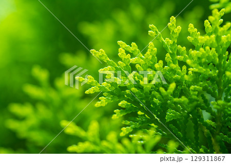 光に輝く新緑「コノテガシワ」 129311867