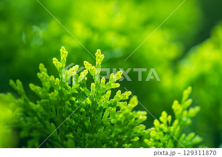 光に輝く新緑「コノテガシワ」 129311870