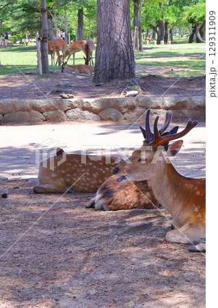 ピンボケ写真集、奈良公園周辺の風景 ピンボケ写真集、奈良公園周辺の風景 129311909
