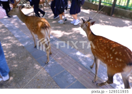 ピンボケ写真集、奈良公園周辺の風景 ピンボケ写真集、奈良公園周辺の風景 129311935