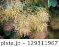 Flowering bush smoke tree of red cotinus coggygria. 129311967