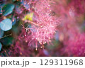 Flowering bush smoke tree of red cotinus coggygria. 129311968