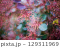 Flowering bush smoke tree of red cotinus coggygria. 129311969