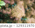 Flowering bush smoke tree of red cotinus coggygria. 129311970