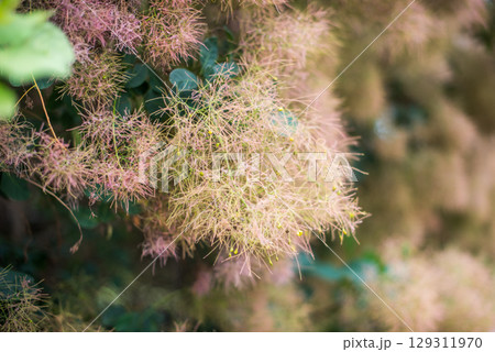 Flowering bush smoke tree of red cotinus coggygria. 129311970