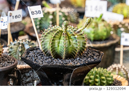 Cactus on sandy soil 129312094