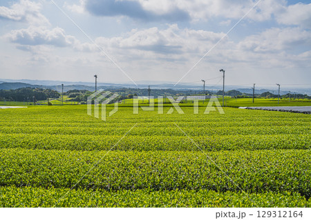 磐田市の広がる茶畑の風景(静岡県) 磐田市の広がる茶畑の風景(静岡県) 129312164