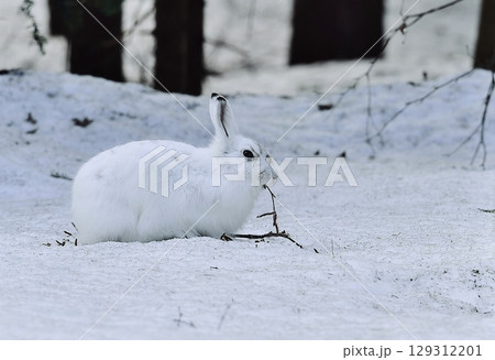 雪の中でこちらを見つめるかわいいエゾユキウサギ 129312201