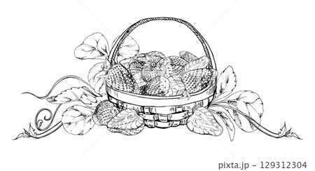 Strawberry in weaved basket with leaves tendrils, ripe picked garden berry harvest heap, pineberry strasberry. Isolated illustration hand drawn in vector ink. Dessert cafe menu, farmers market grocery Strawberry in weaved basket with leaves tendrils, ripe picked garden berry harvest heap, pineberry strasberry. Isolated illustration hand drawn in vector ink. Dessert cafe menu, farmers market grocery 129312304