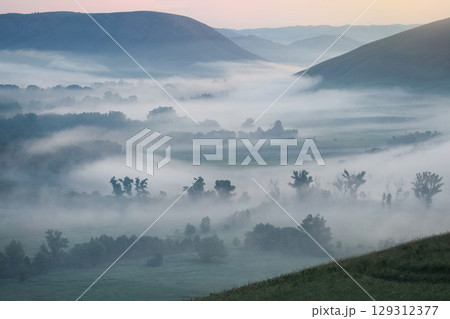 silhouettes of trees against a foggy backdrop silhouettes of trees against a foggy backdrop 129312377