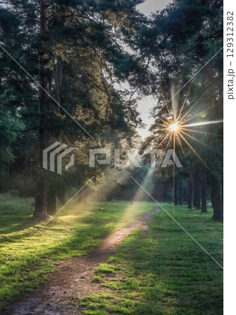 Morning in the forest. Morning in the forest. 129312382