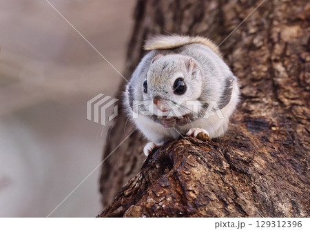 大木の上からカメラ目線でポーズをとるエゾモモンガ 129312396