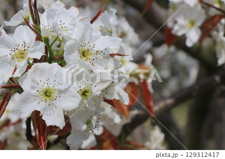 梨の花 満開の梨の花 梨の花 満開の梨の花 129312417