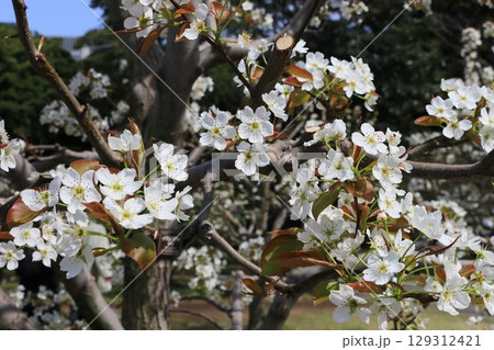 梨の花 満開の梨の花 梨の花 満開の梨の花 129312421