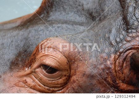 カバ・旭山動物園（北海道・旭川市） 129312494