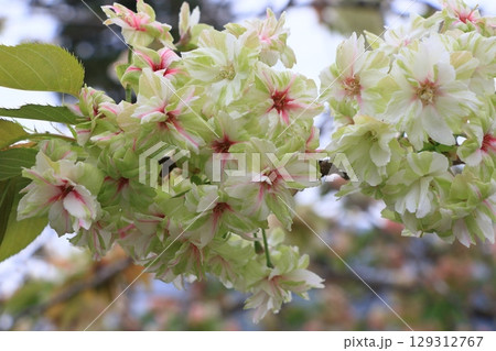 赤く染まり始めた鬱金桜 うこんの桜 桜 満開の鬱金 赤く染まり始めた鬱金桜 うこんの桜 桜 満開の鬱金 129312767