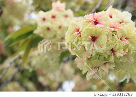 赤く染まり始めた鬱金桜 うこんの桜 桜 満開の鬱金 赤く染まり始めた鬱金桜 うこんの桜 桜 満開の鬱金 129312768
