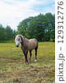Horse in the field with white mane. Halfling. Europeand landscape. Symbol of 2026 year 129312776