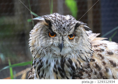 ワシミミズク・旭山動物園（北海道・旭川市） 129312934