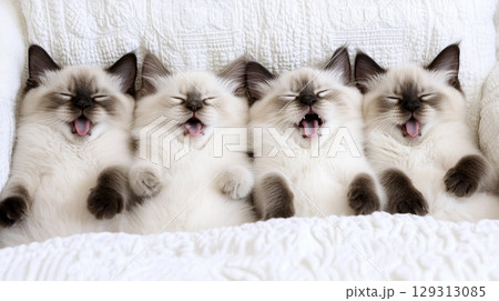 Siberian kittens yawning and lying comfortably on a bed in a cozy setting 129313085
