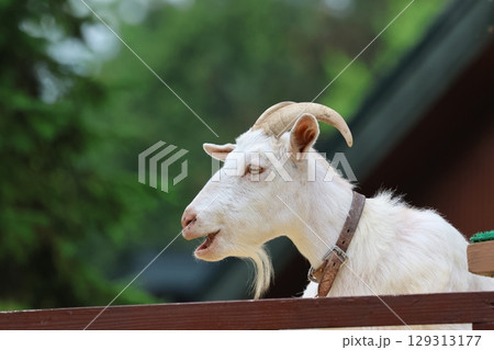 ヤギ・旭山動物園（北海道・旭川市） 129313177